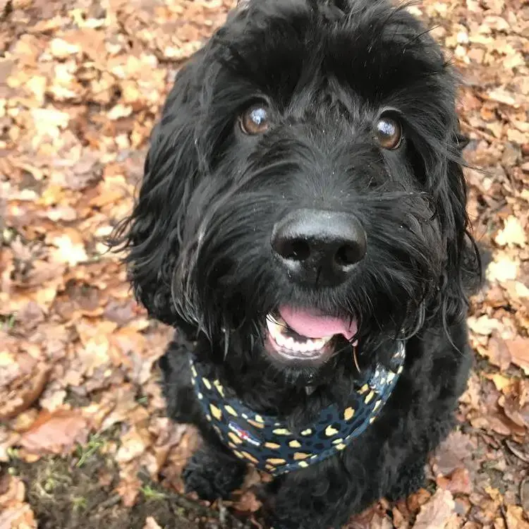 Cockapoo