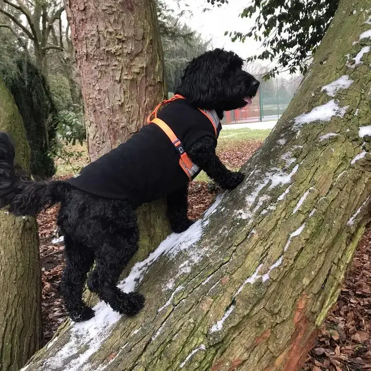 Cockapoo
