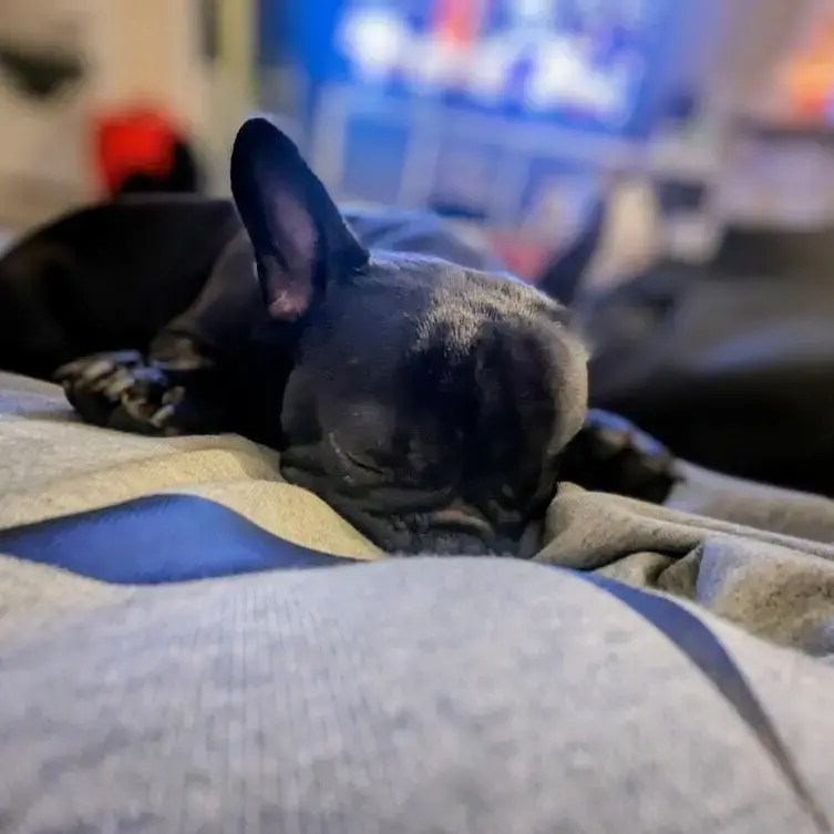 French Bulldog