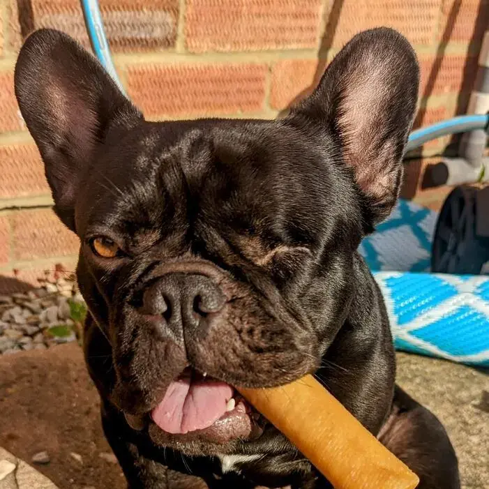 French Bulldog