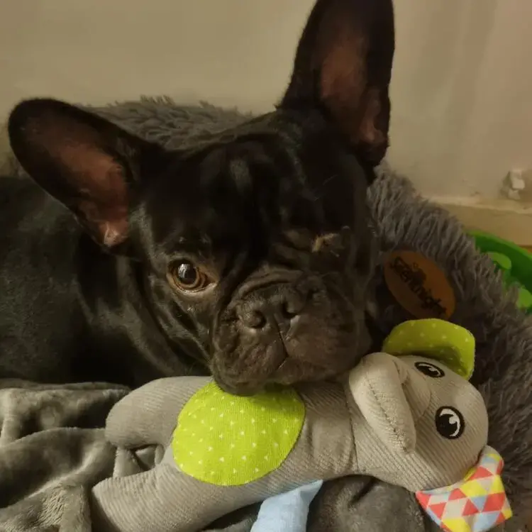 French Bulldog