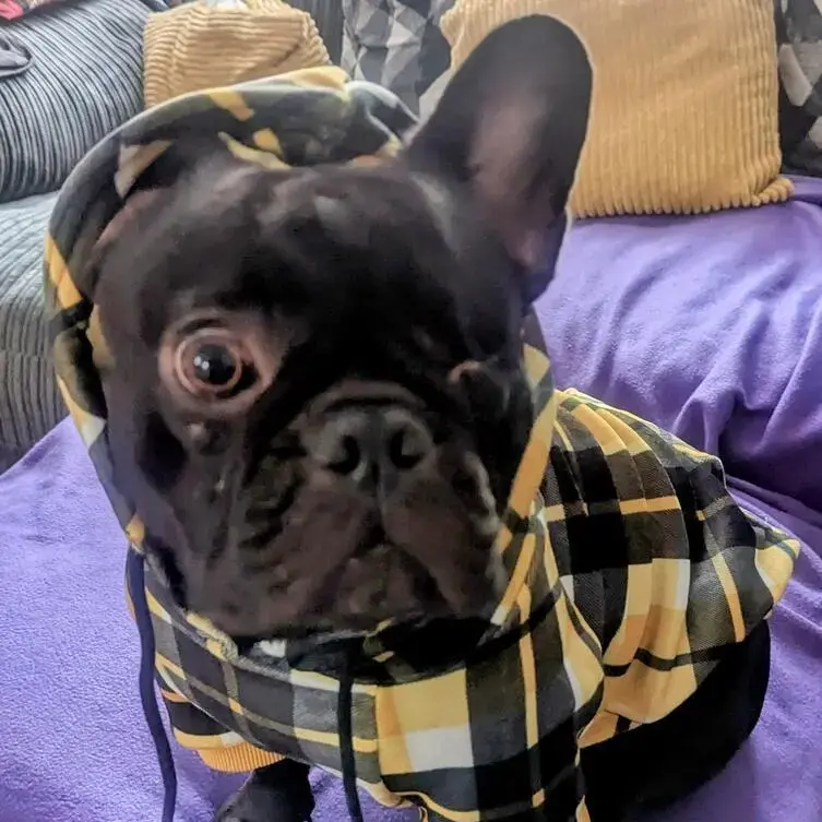 French Bulldog