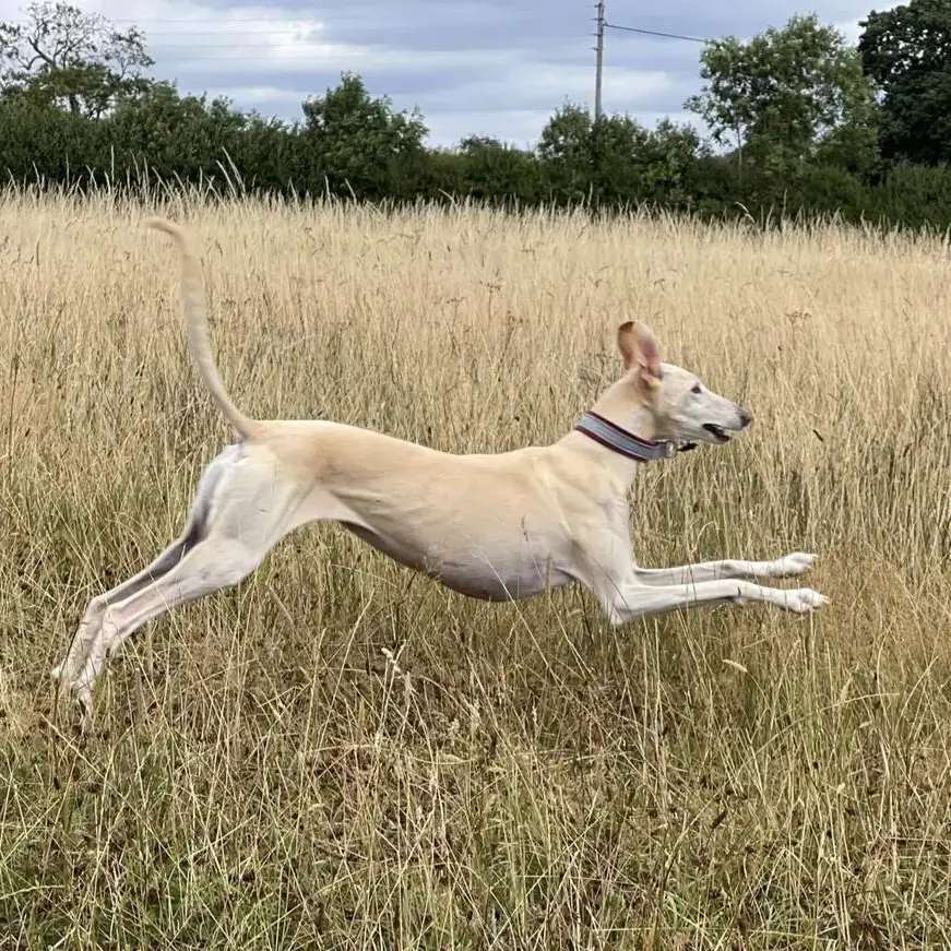 Lurcher