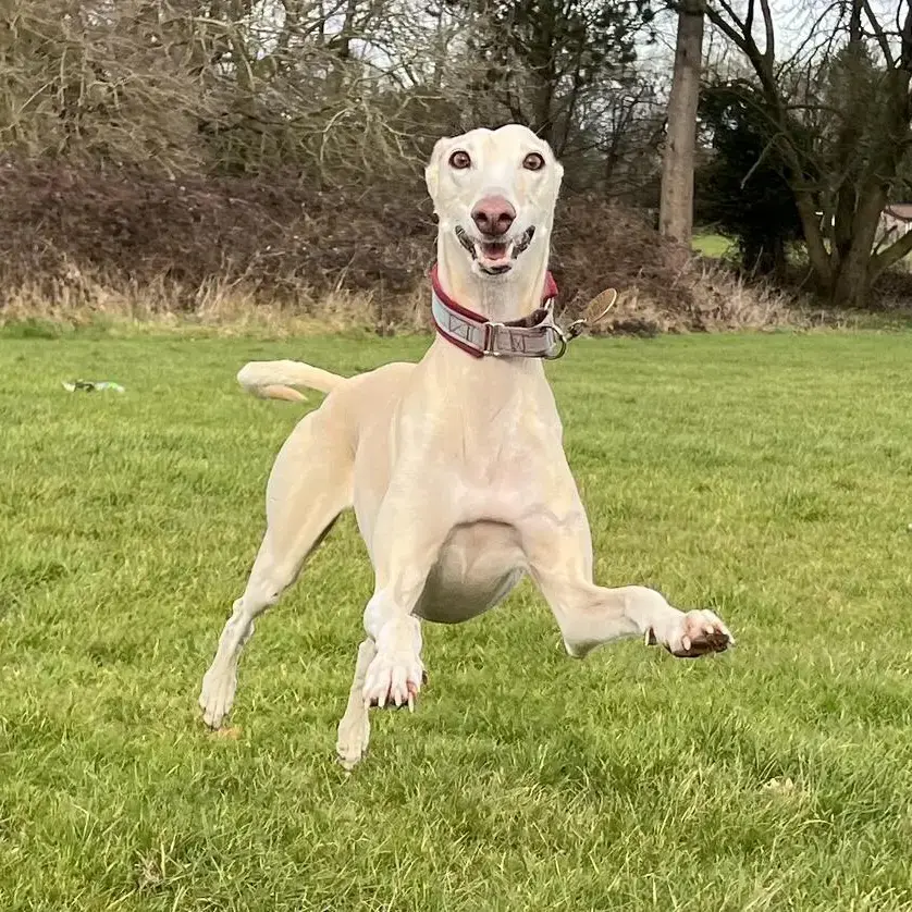 Lurcher