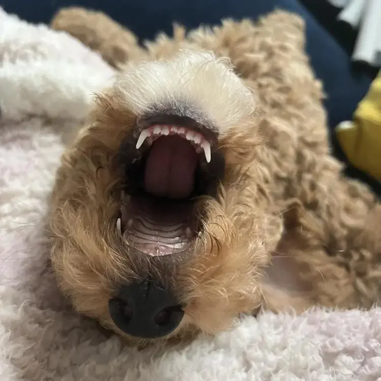 Cockapoo