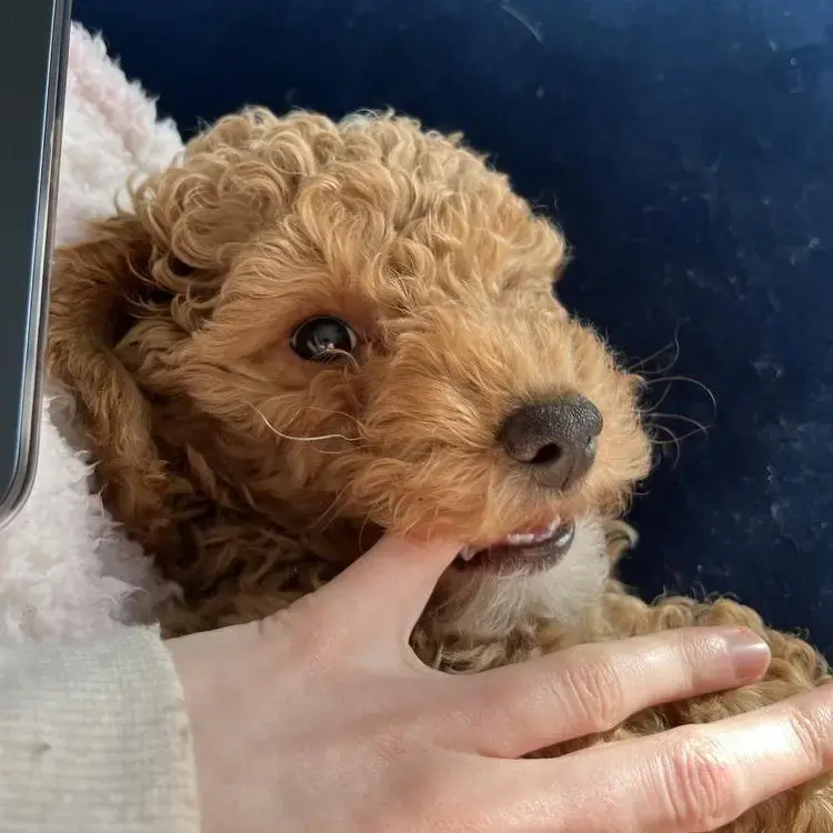 Cockapoo