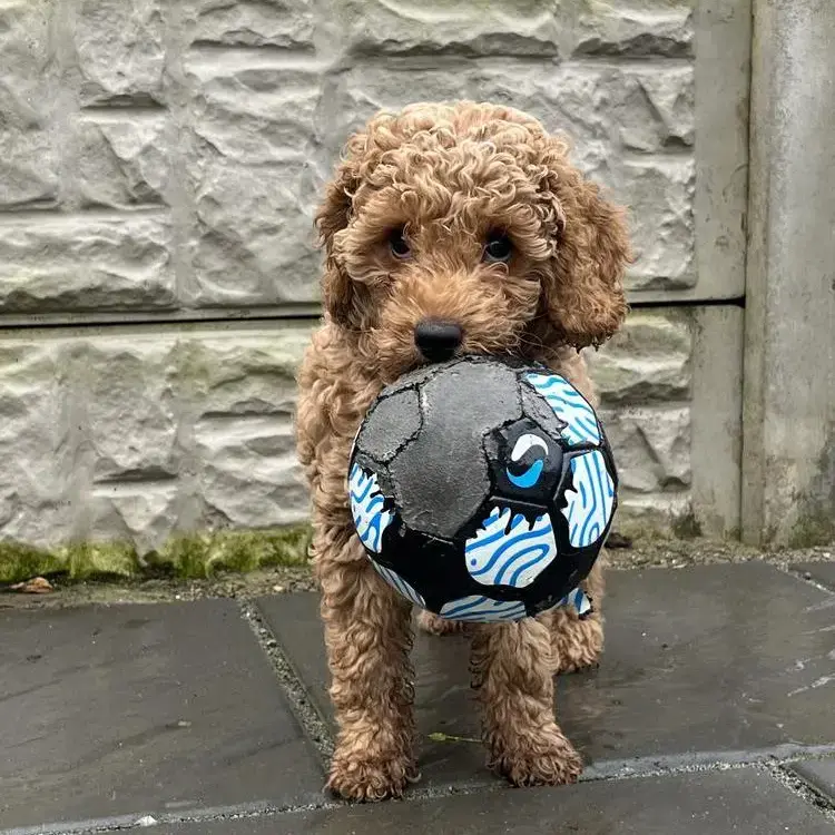 Cockapoo