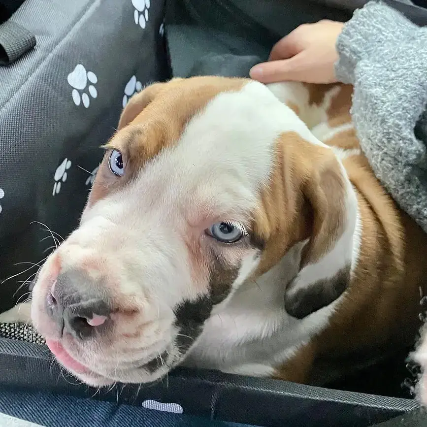 Mastiff