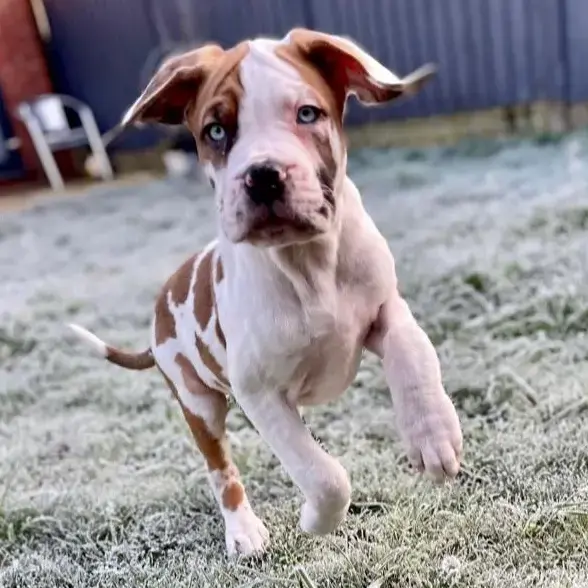 Mastiff