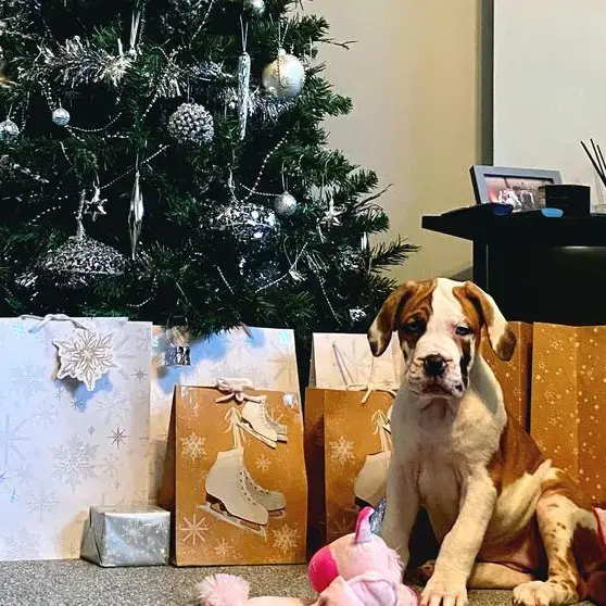 Mastiff