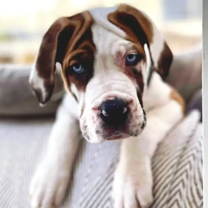 Mastiff