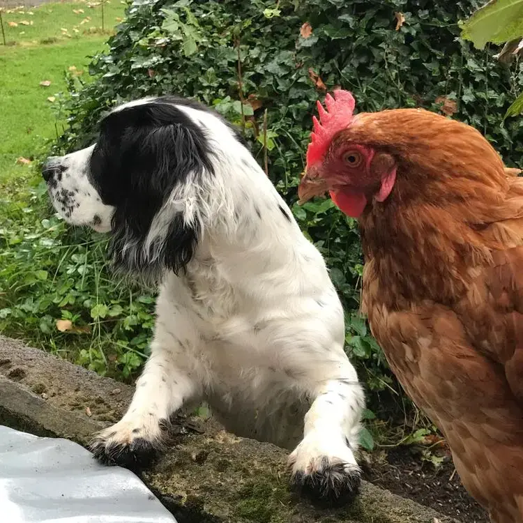 Cocker Spaniel (English)