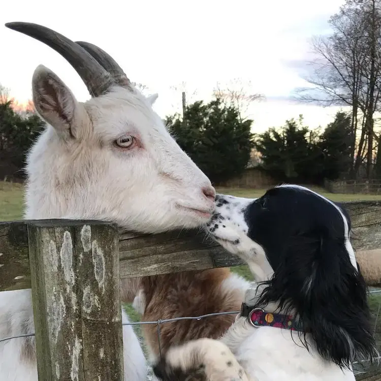 Cocker Spaniel (English)