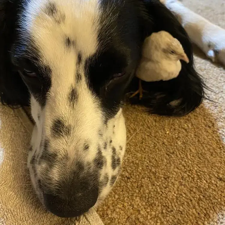 Cocker Spaniel (English)