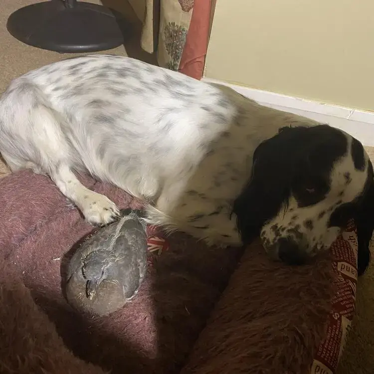 Cocker Spaniel (English)