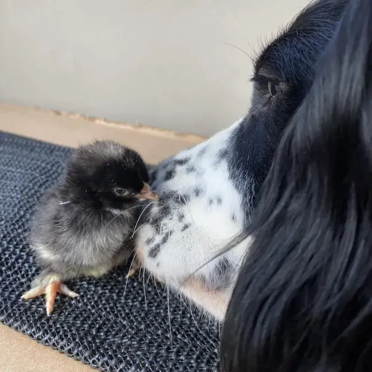 Cocker Spaniel (English)