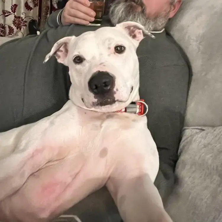 Staffordshire Bull Terrier