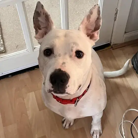 Staffordshire Bull Terrier