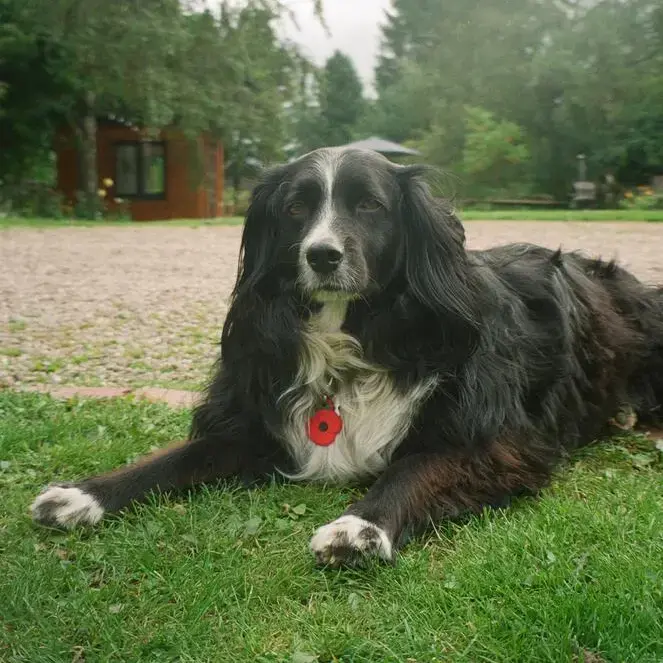 Border Collie