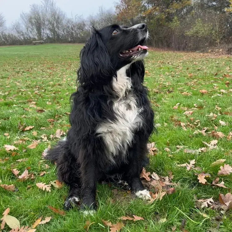 Border Collie