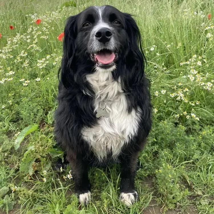 Border Collie