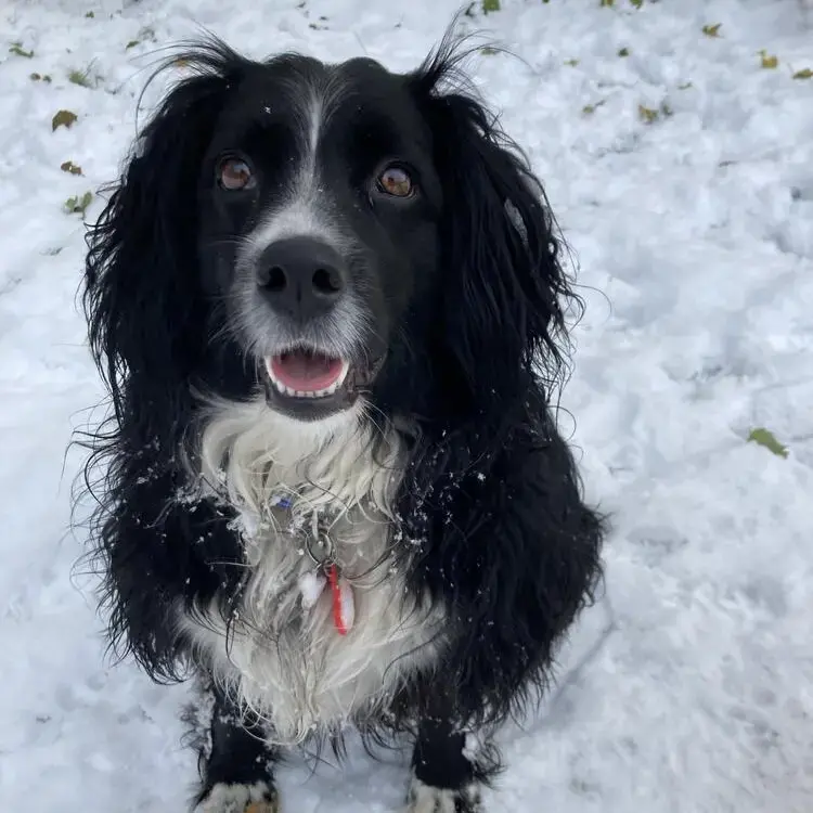 Border Collie