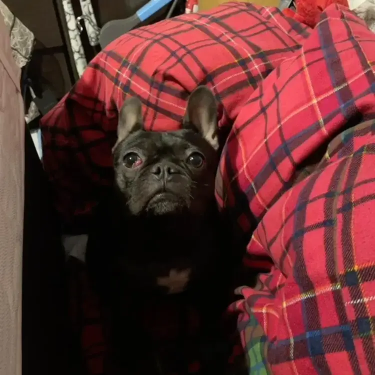 French Bulldog