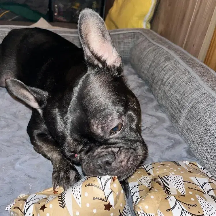 French Bulldog