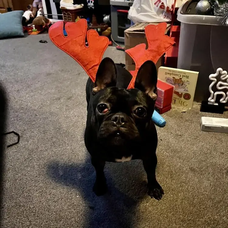 French Bulldog