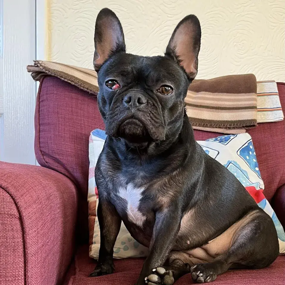 French Bulldog