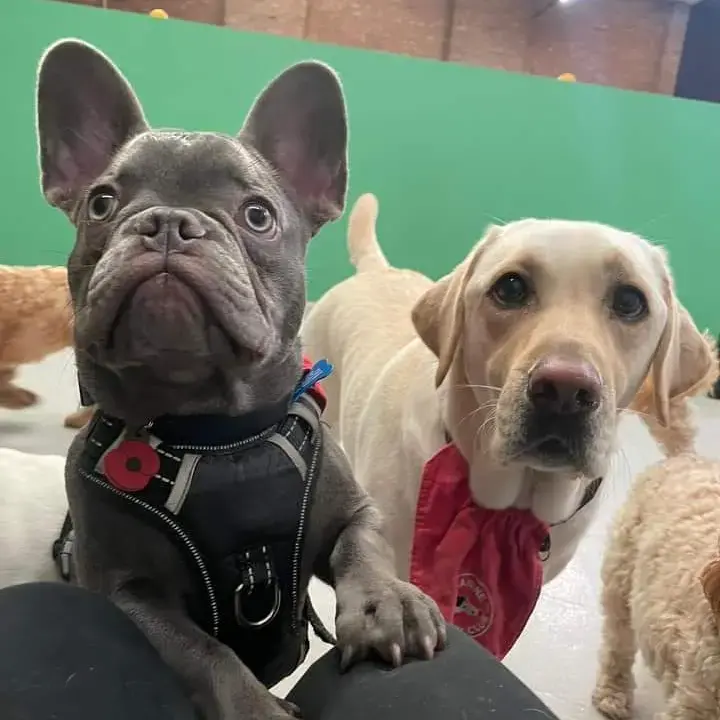 French Bulldog
