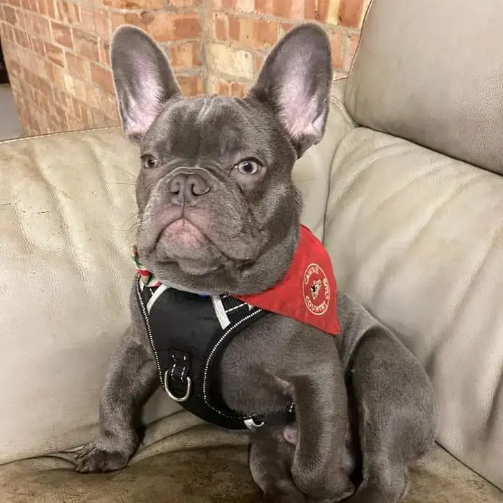 French Bulldog