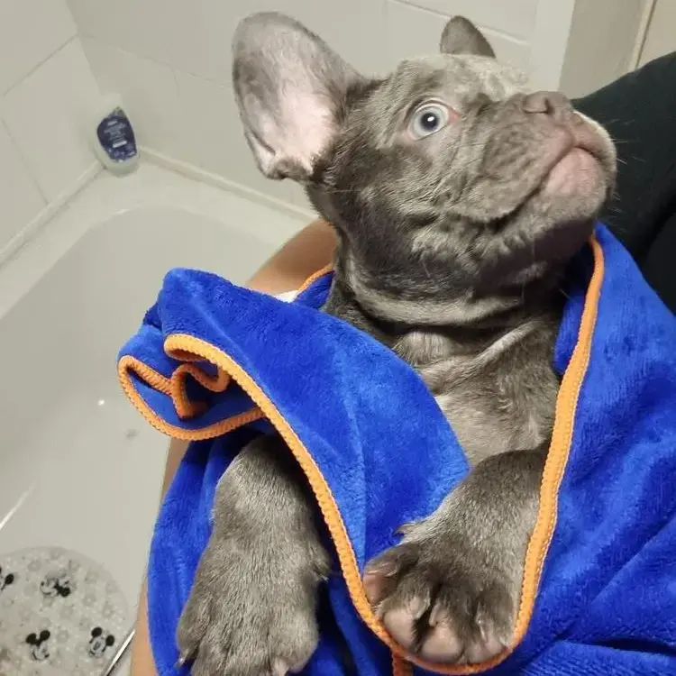 French Bulldog