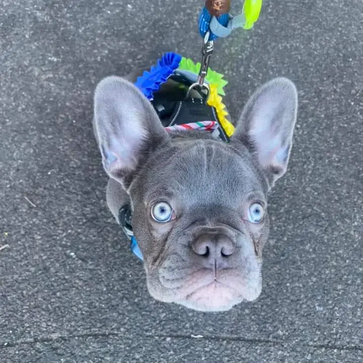 French Bulldog