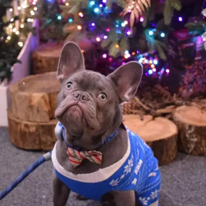 French Bulldog