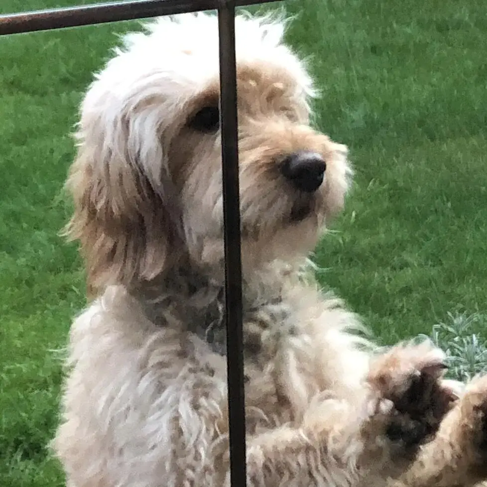 Cockapoo