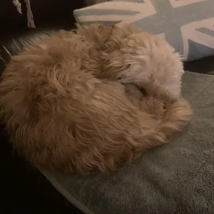 Cockapoo