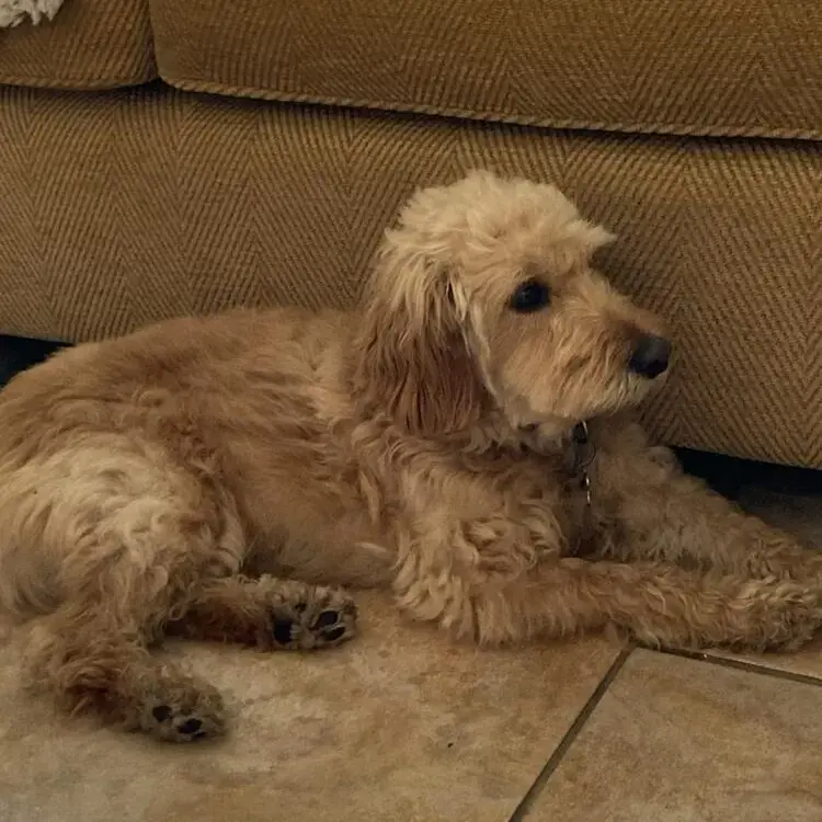 Cockapoo