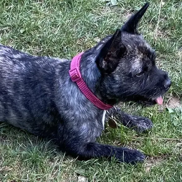West Highland White Terrier