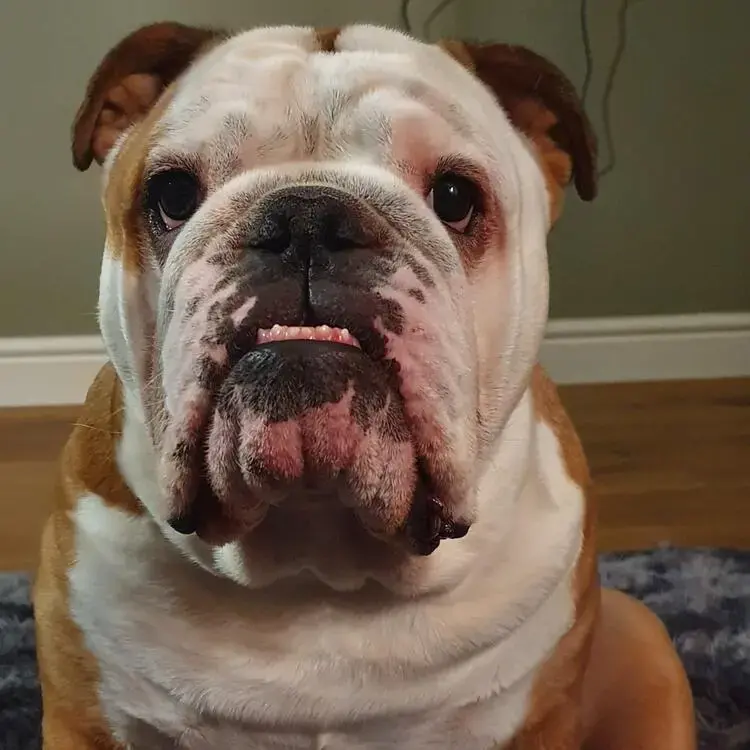 Bulldog