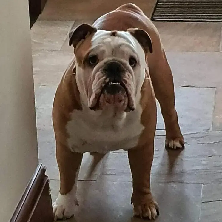 Bulldog