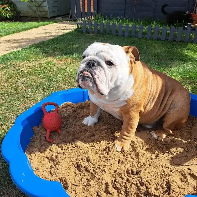 Bulldog
