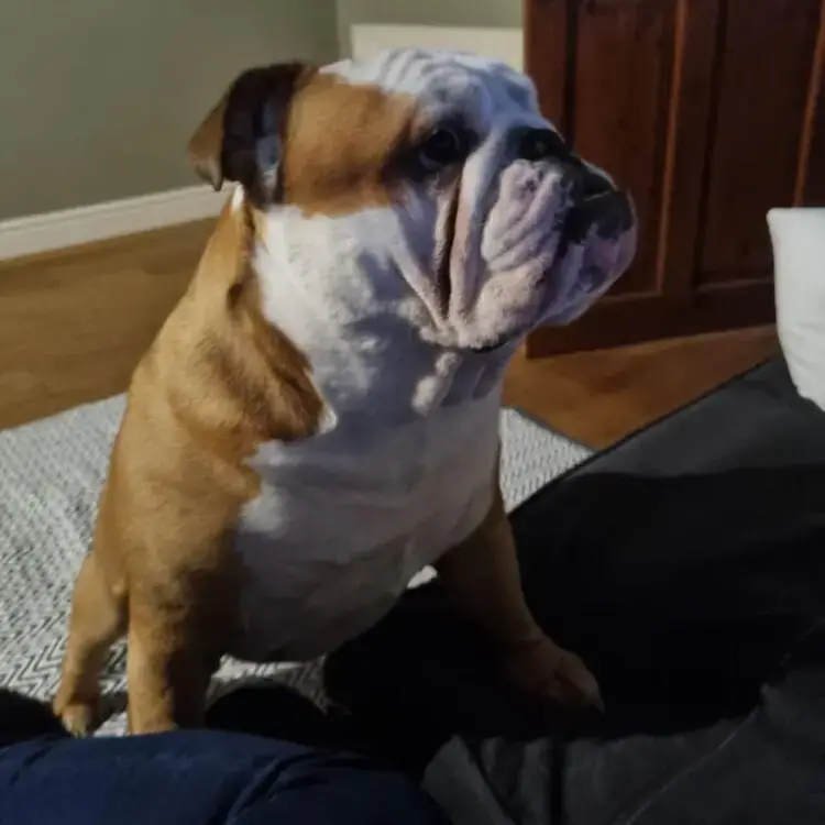 Bulldog