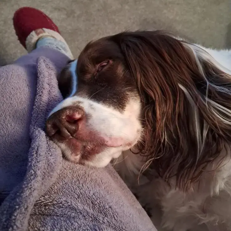 English Springer Spaniel
