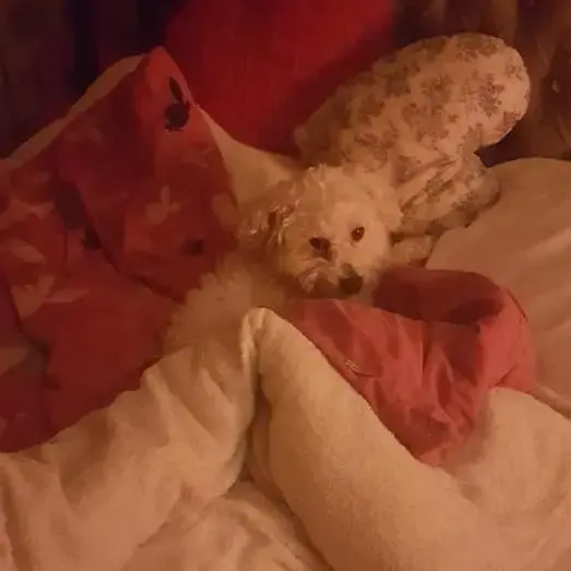 Bichon Frise