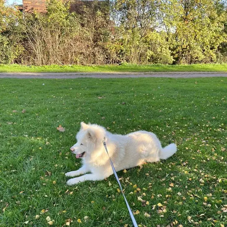 Japanese Akita