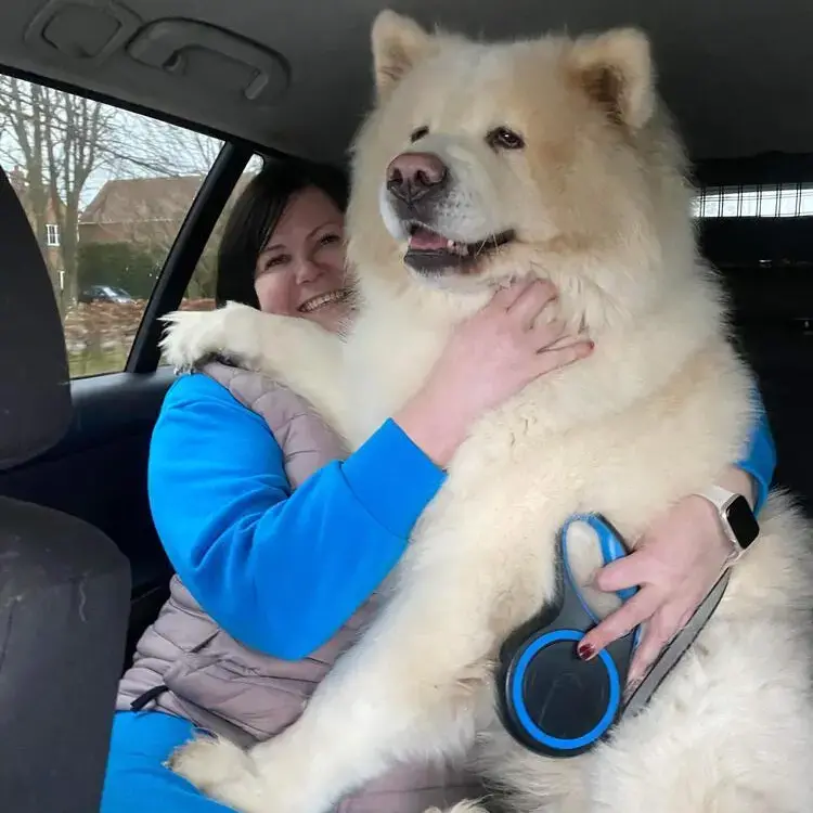 Japanese Akita