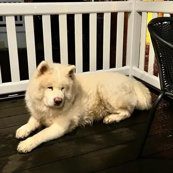 Japanese Akita