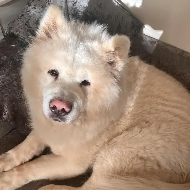 Japanese Akita
