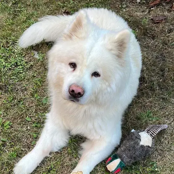 Japanese Akita